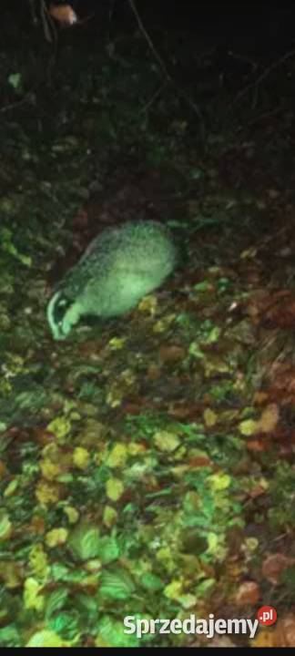 Sadło z borsuka Janów Lubelski