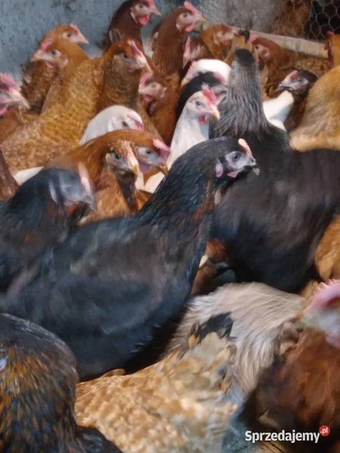Kury nioski rosa dominant leghorn dolnośląskie
