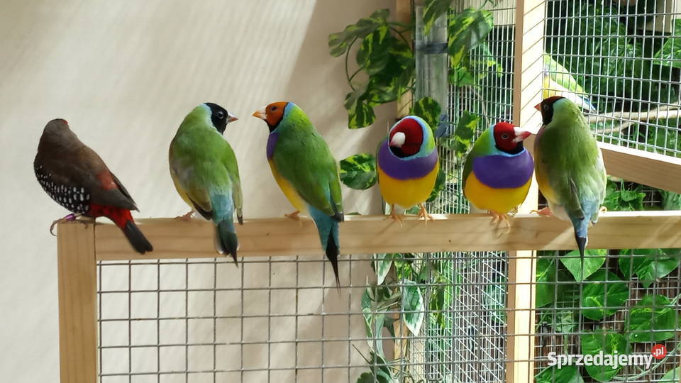 Amadyny wspaniałe mazowieckie Warszawa