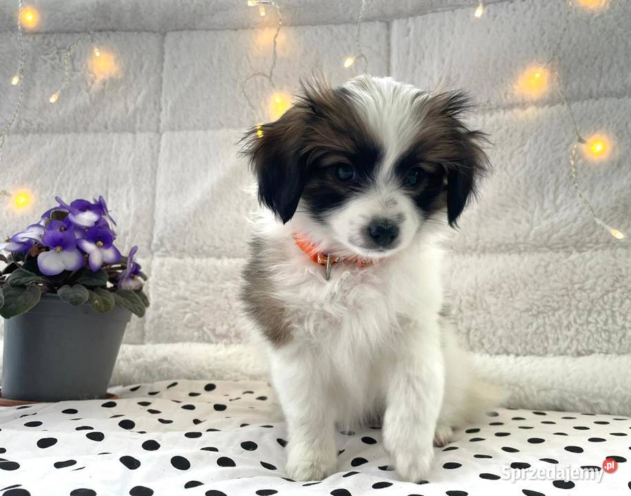 spaniel kontynentalny miniaturowy phalene nie Rudzica sprzedam