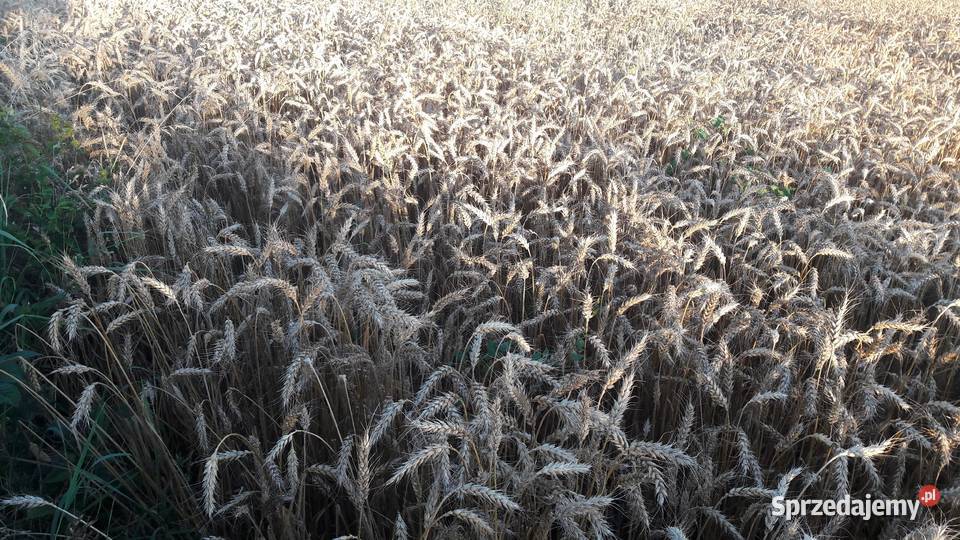 Pszenica jara przewódka centrali nasiennej Olkusz