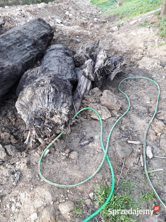 czarny dąb kłody Wieliczka