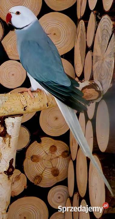 Aleksandretta obrożna łatwo się oswaja i można Poznań