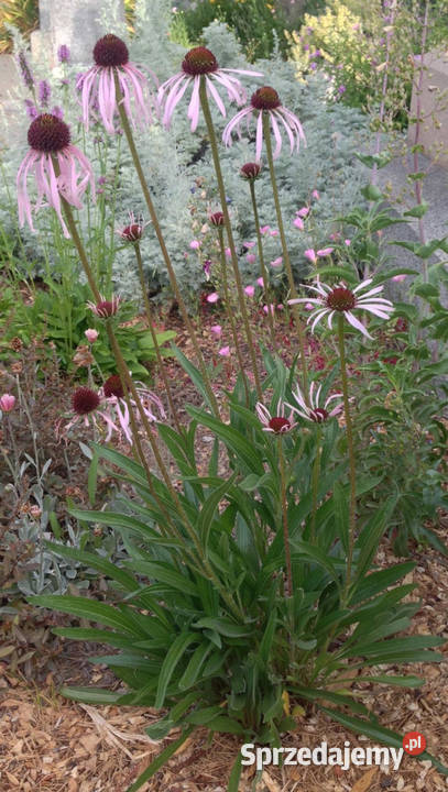 JEŻÓWKA BLADA Echinacea - sadzonki w doniczkach !