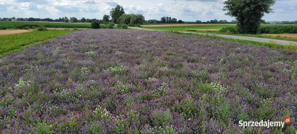 żmijowiec grecki jednoroczny roślina miododajna małopolskie Przybysławice