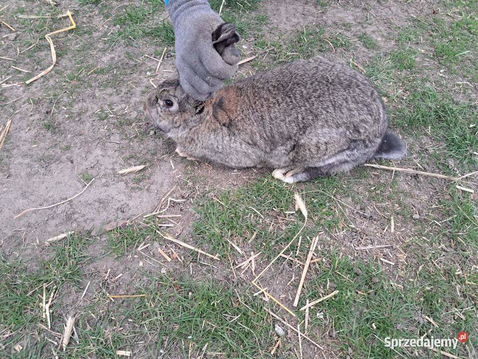 Król Olbrzym Belgijski 05 roczny Sanniki