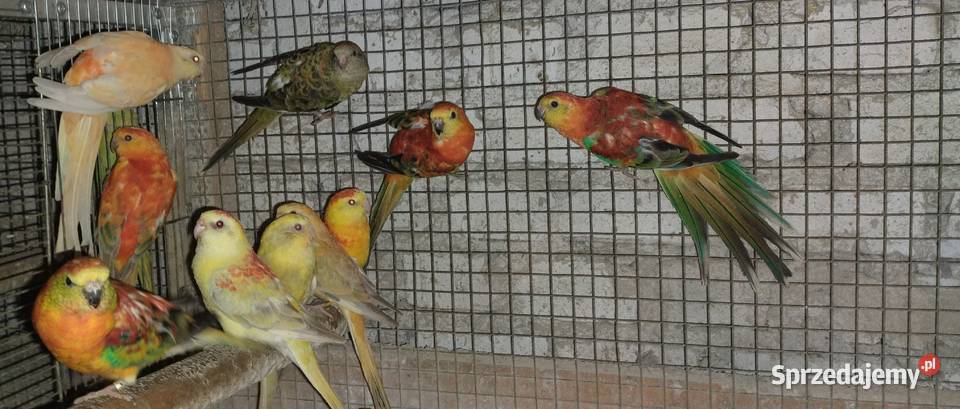 Papugi swiergoty Wodzisław Śląski