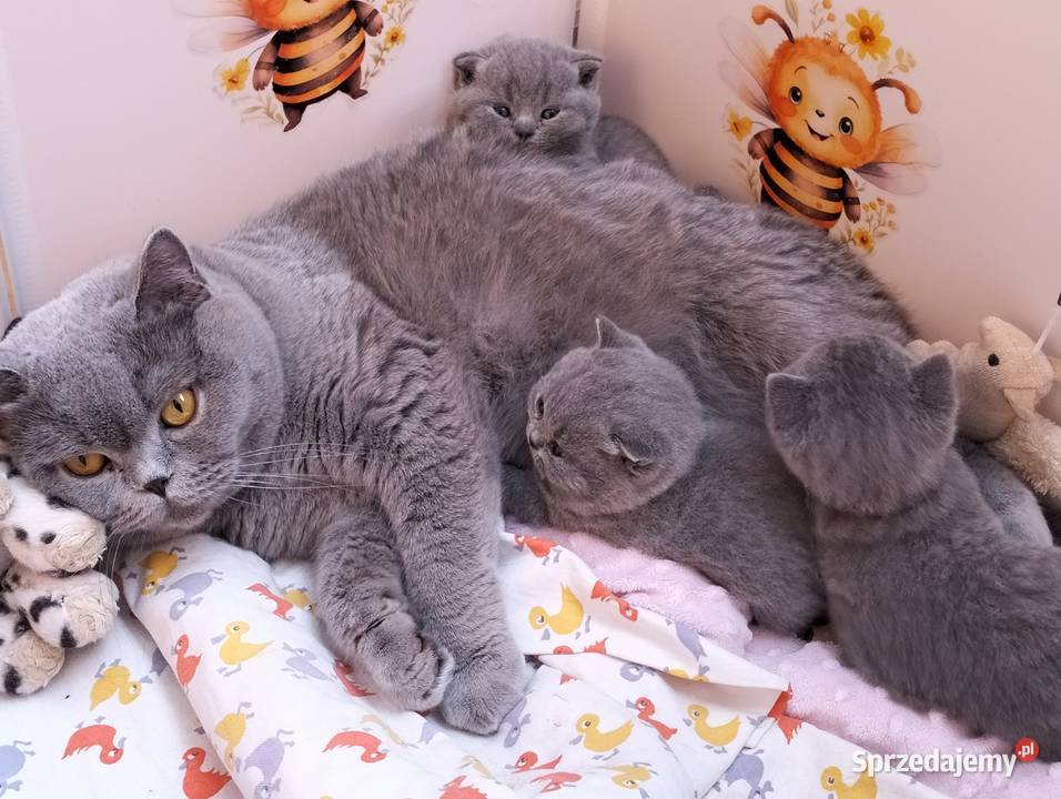 Koteczka niebieska Rodowód Międzynarodowy