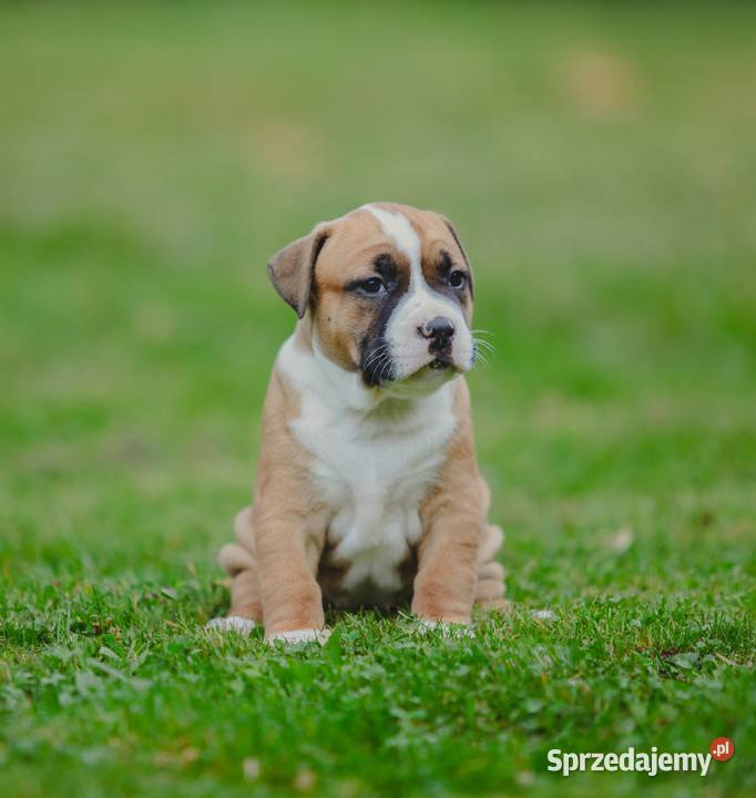Sprzedam szczeniaki rasy Amstaff z rodowodem śląskie Skrzyszów