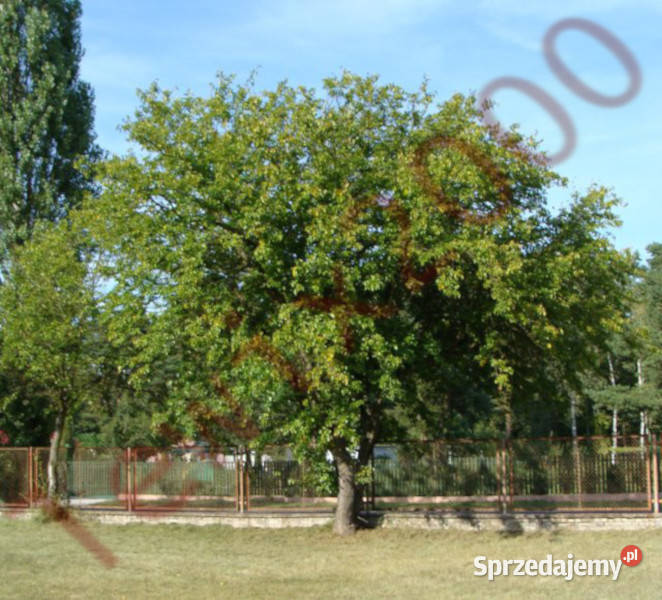 MORWA CZARNA Morus nigra NASIONA 6000 sztuk 10g Nasiona kujawsko-pomorskie Lubanie