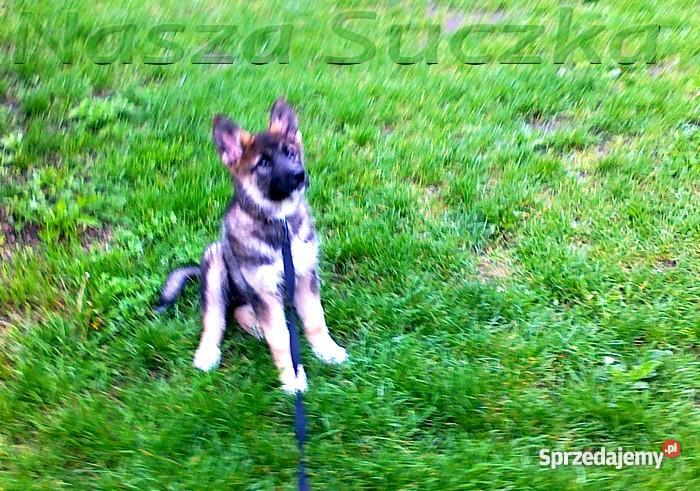 Szczeniak OWCZAREK NIEMIECKI HUSKY Warszawa Legionowo sprzedam