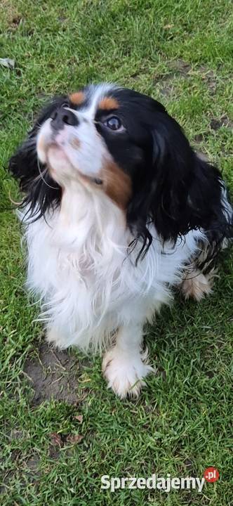 Cavalier King Charles Spaniel Reproduktor Siedliszowice