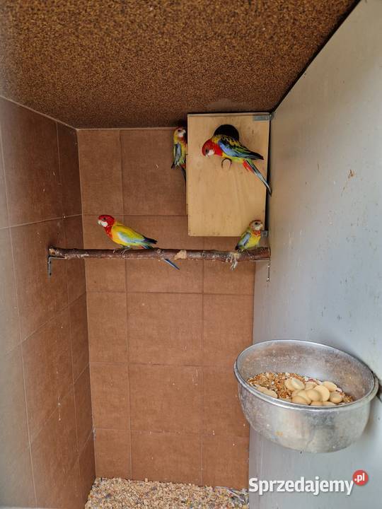 Rozelle białolice Wieliczka