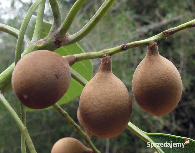 MIGDAŁECZNIK BELLIRICA Terminalia bellirica Lubanie