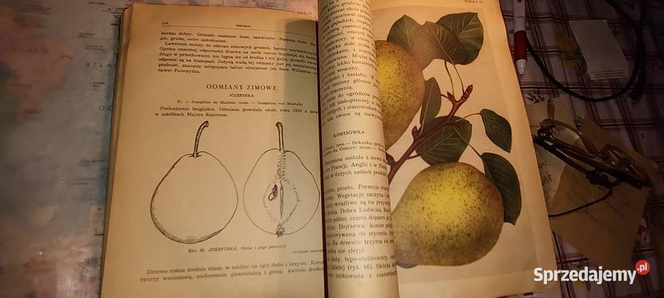 Pomologia Polska 1952 podkarpackie sprzedam