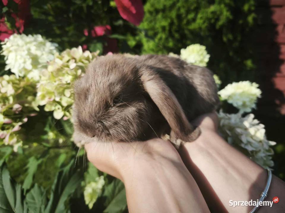 Królik miniaturowy mini lop Łochów