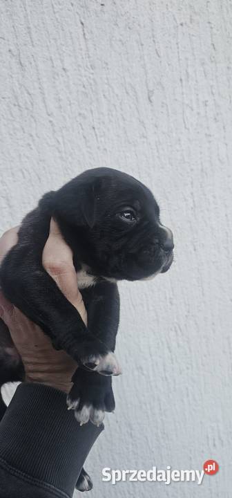 Cane Corso szczenięta na sprzedaż pomorskie Sadłuki