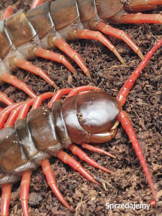 Scolopendra subspinipes egzotyczna stonoga Wałbrzych