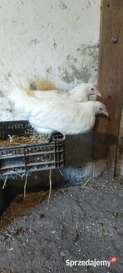 Kurykokoszki leghorn Dębica sprzedam