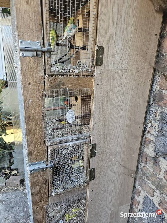 Klatkawoliera papugi śląskie Godów