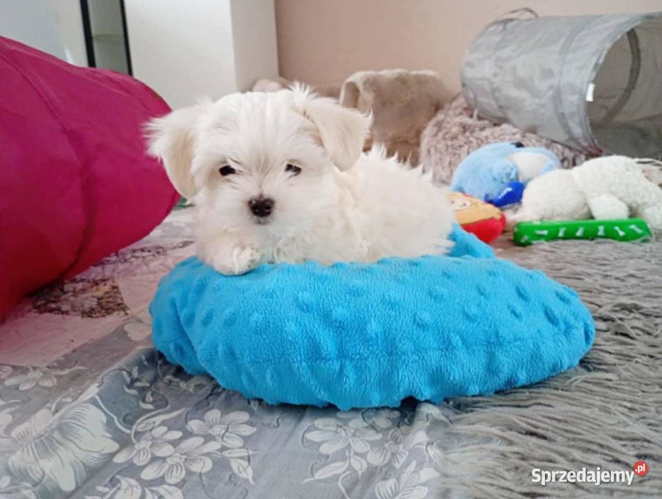 Maltańczyk szczenięboy Racibórz