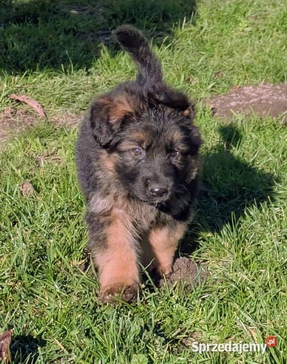 Owczarek niemiecki długowłosy Wołów