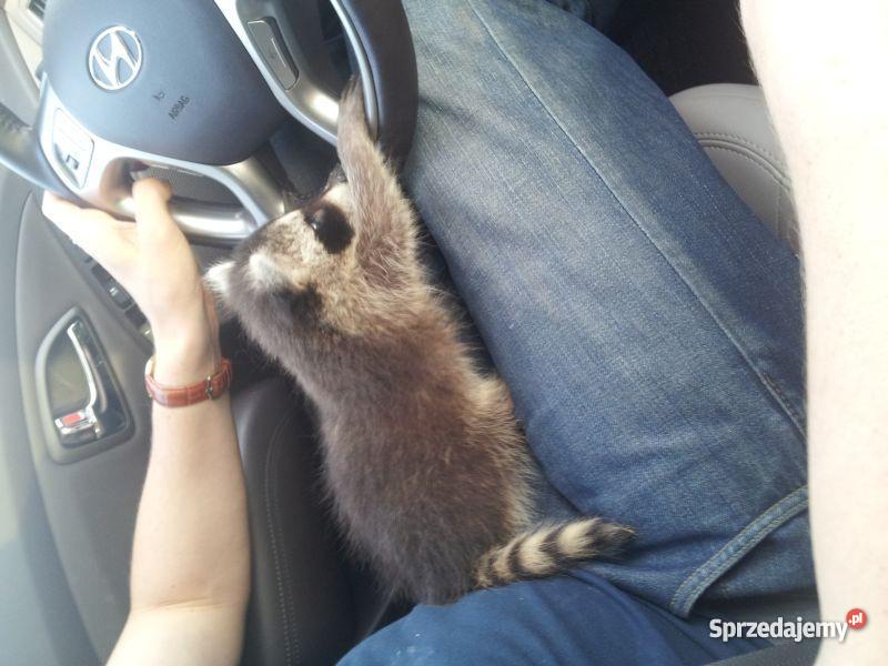 Cudowny malutki szopik szuka domu Warszawa