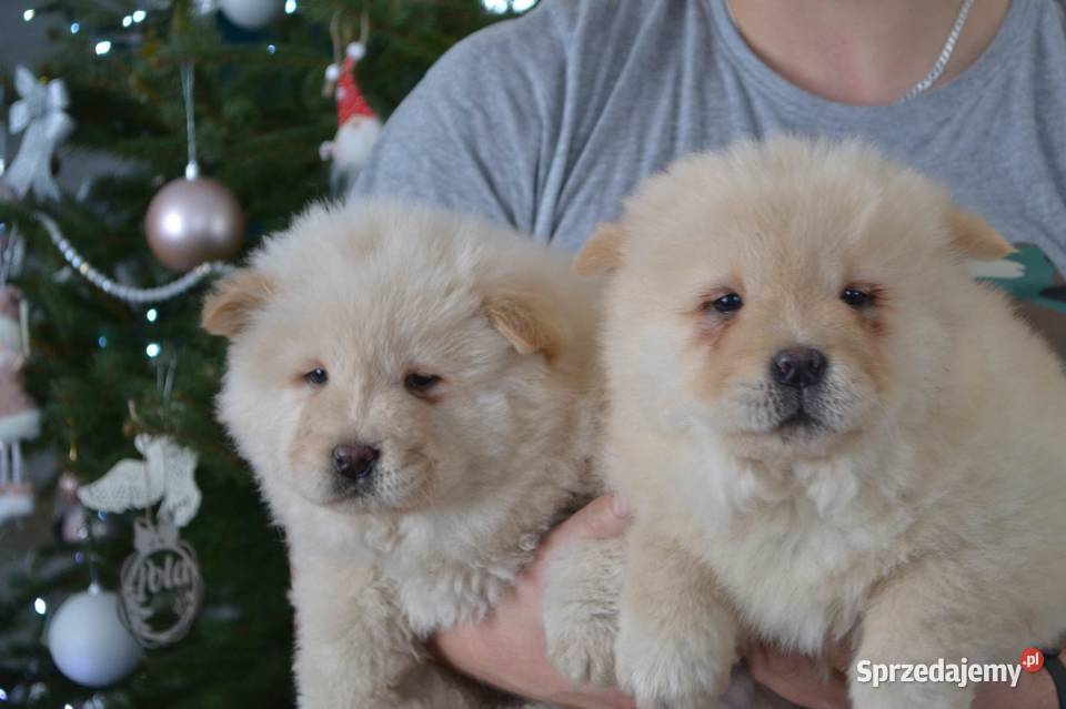 CHOW CHOW CUDNE SZCZENIĘTA RÓŻNE KOLORKI