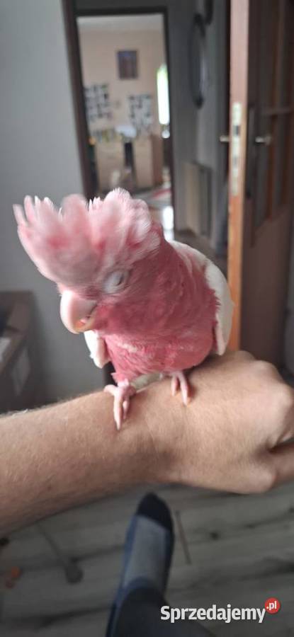 Kakadu różowe lutino Chyżne