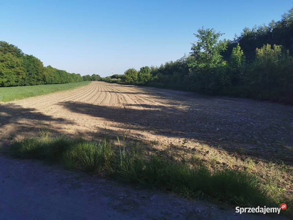 Działka rolna w Iłży rolna Iłża
