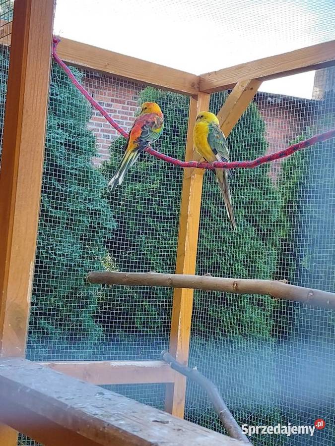 Papugi Świergotki Klęcino