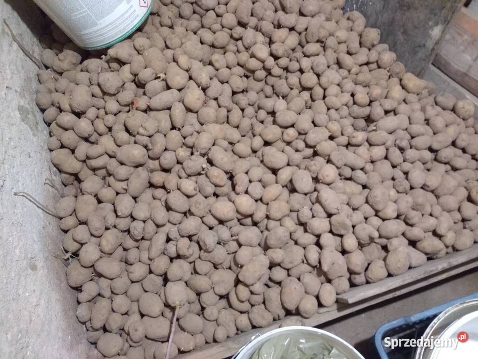 Ziemniaki Atol atole 100 sadzeniaki i jadalne Chmielnik