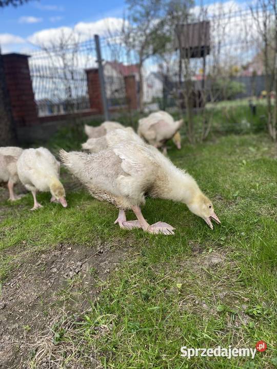 Gęś białą kołudzka Damasławek