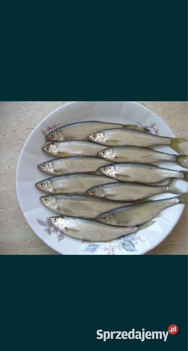 Ukleja uklejka uklejki sandacza szczupaka suma Łapanów sprzedam