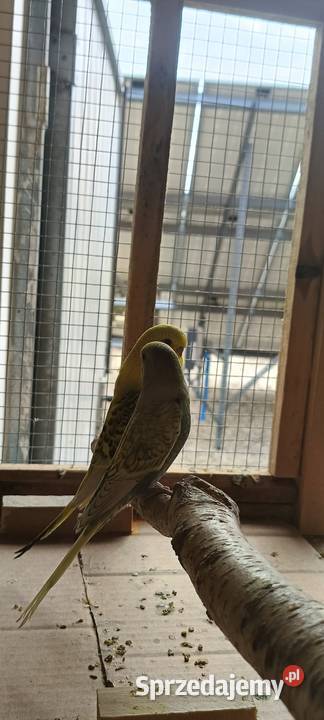 Faliste TCB żółte 26 r Ptaki Wąsosz