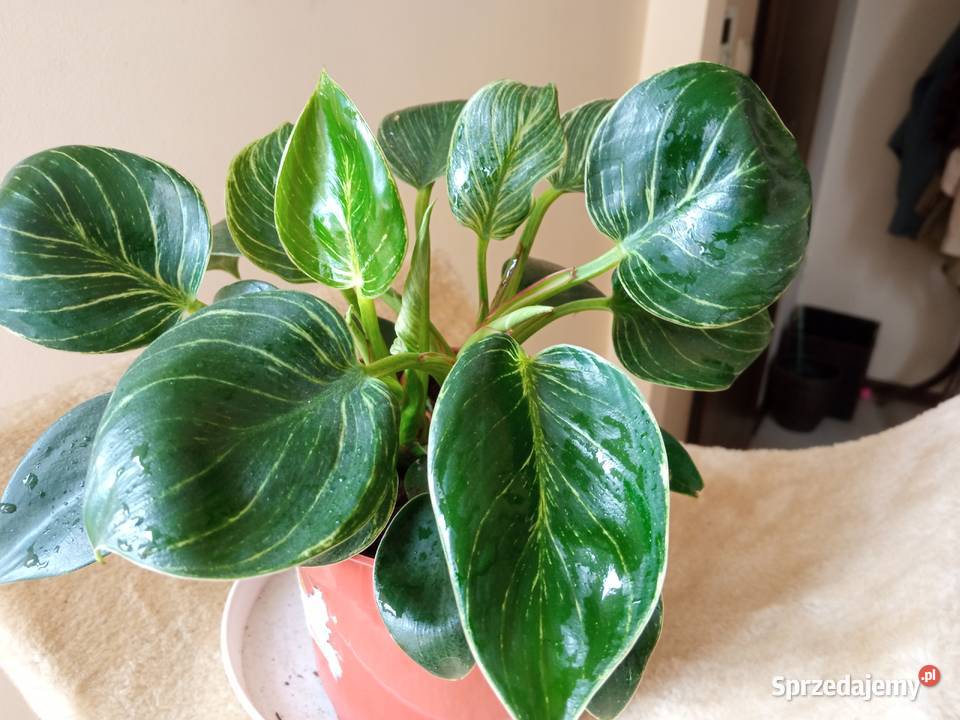 Kwiaty domowe różne może coś wybierzesz podlaskie Białystok