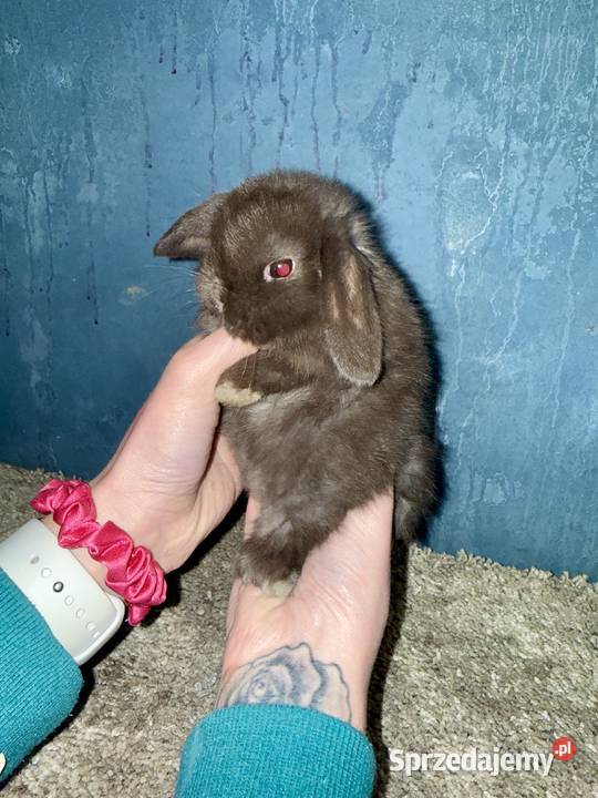Mini Lop Królik Miniaturka Teddy Króliki podkarpackie Godowa sprzedam