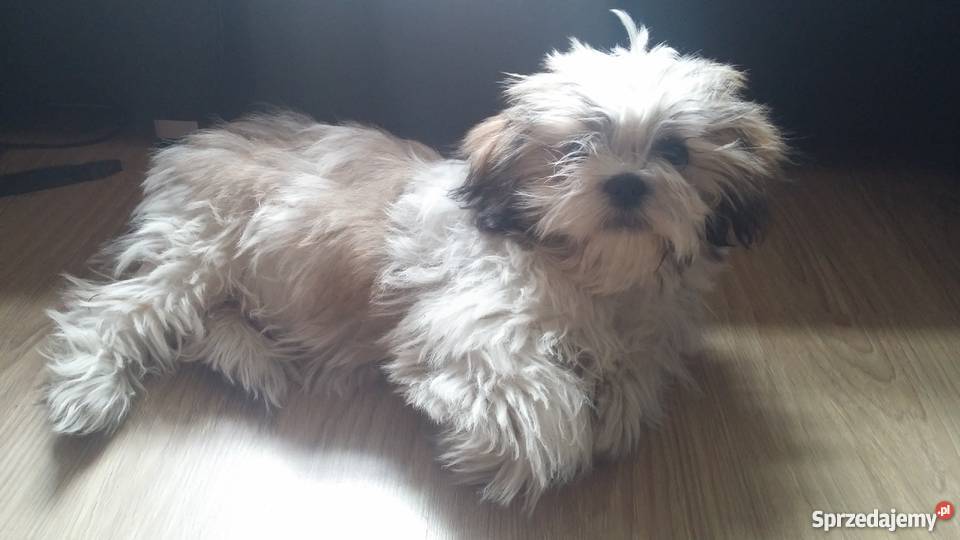 Shih tzu tricolor 45 miesięczny Łódź