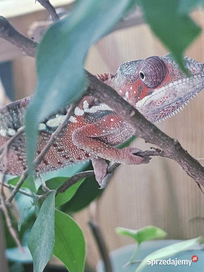 Samiec kameleon lamparci Ambilobe Gady i płazy Kraków