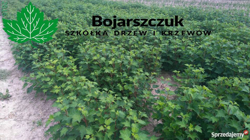 Sadzonki porzeczki białej BlankaBiała z Juteborg Stary Pożóg