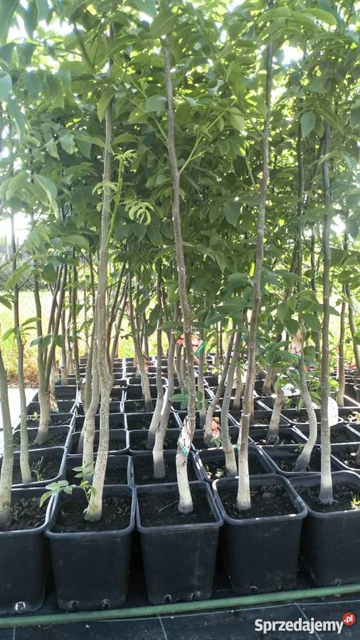 Orzech Włoski 4 letni Rośliny Łask sprzedam