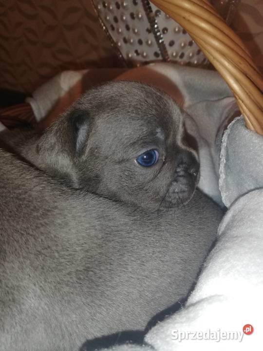 buldog francuski niebieskie Borzęcin