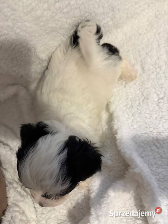 Do Rezerwacji Szczenięta Morkie Konin sprzedam