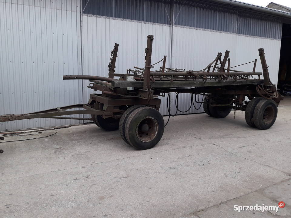 Dłużyca kłonicowa Kopalina