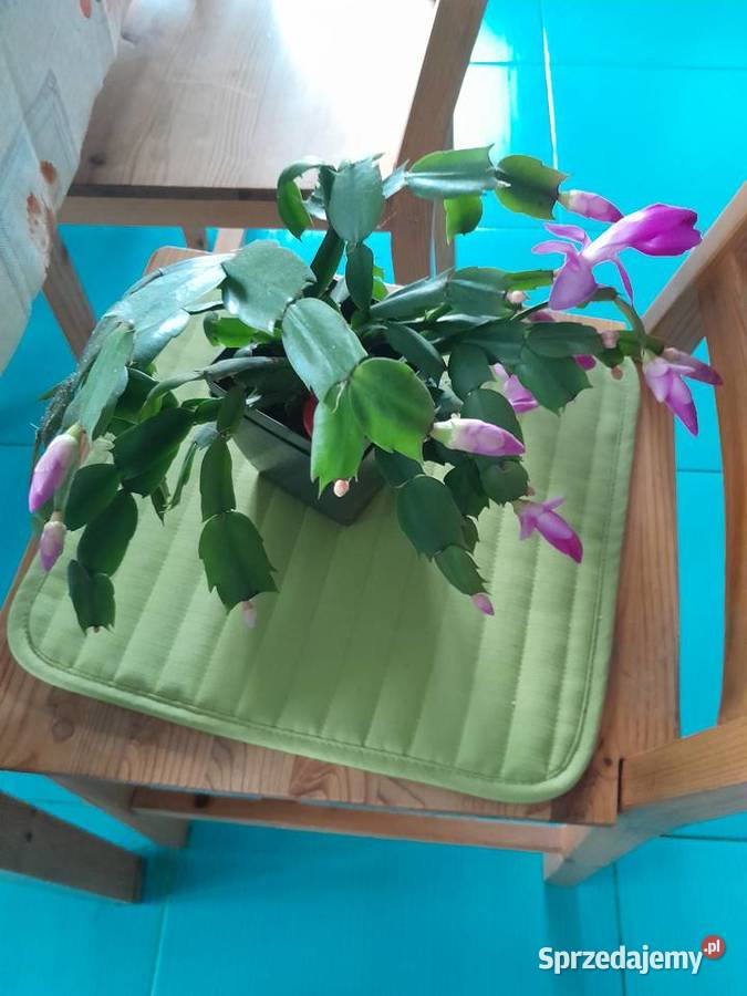 Grudnik szlumbergera kaktus Bożego Narodzenia Kwitnące Wieliczka