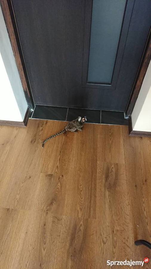 Małpka marmozeta białoucha Grajewo