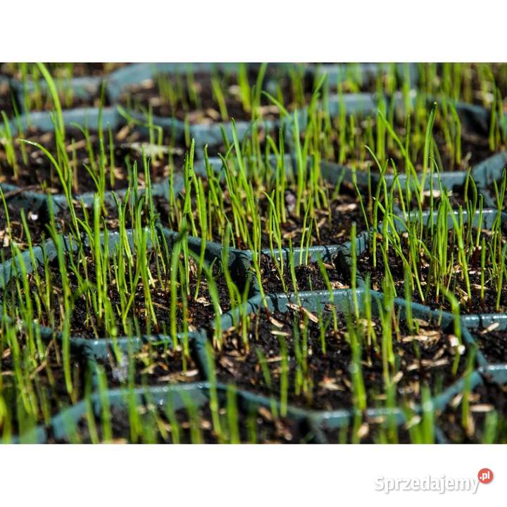 Geokrata Kratka Trawnikowa Parkingowa 50x50x5 Geokraty Ogród Ryki