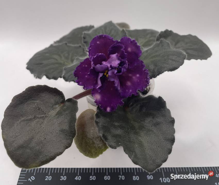Fiołek afrykański kwitnąca sadzonka DnZori Jędrzejów sprzedam