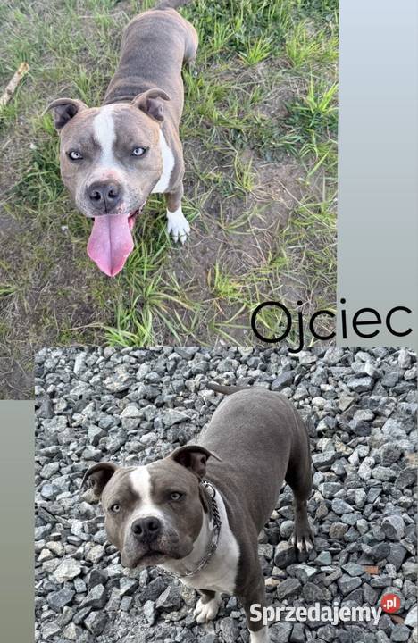 szczeniaki Amstaff Blue Brzeziny