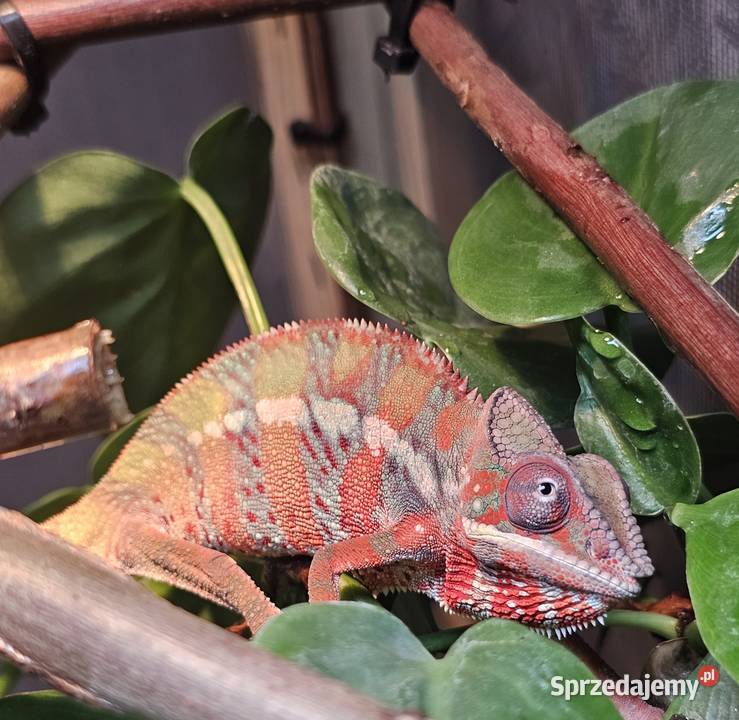 Samiec Kameleon lamparci Ambilobe